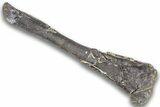 Fossil Ornithopod Dinosaur (Dryosaurus) Tibia - Wyoming #325128-3